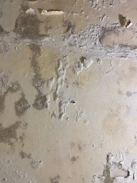 Best Emergency Mold Remediation in Central Garage, VA