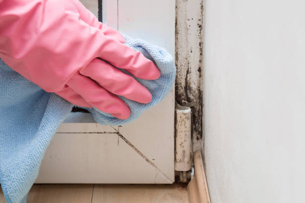 Best Industrial Mold Remediation in Central Garage, VA